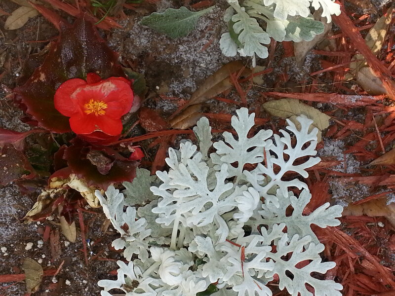 Red Flower and Silver Leaves