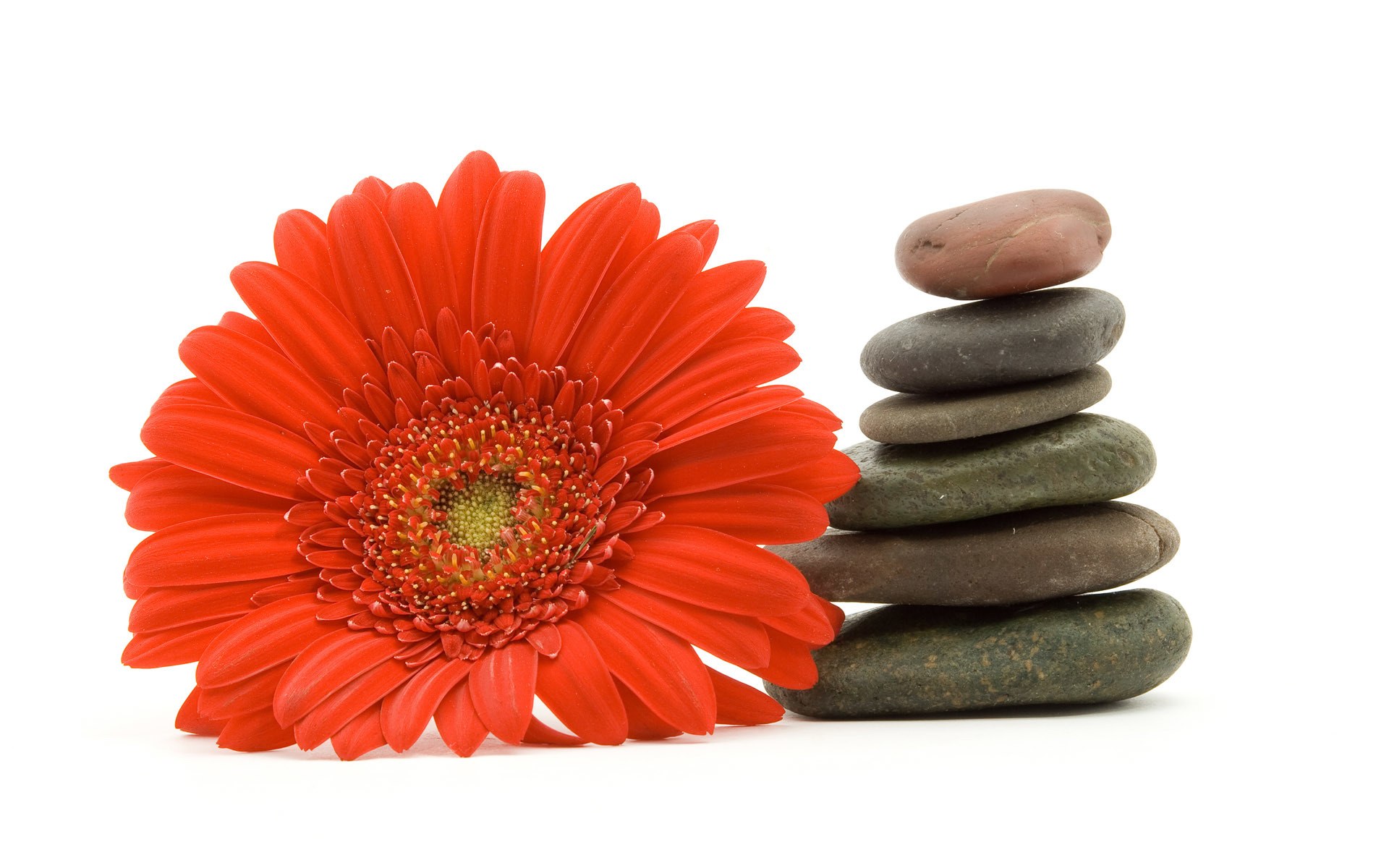Red flower and stacked stones