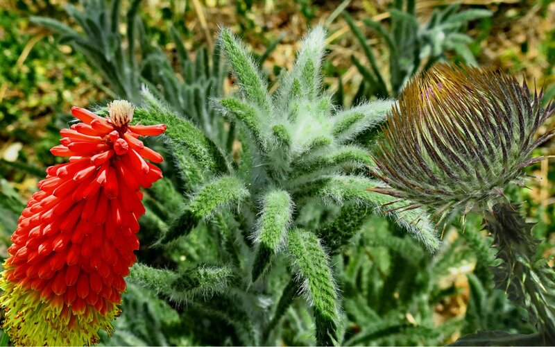 Red Flower and Thistle