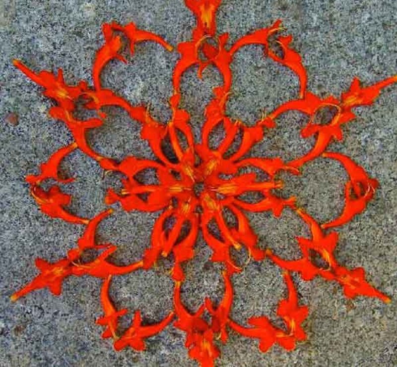 Red Flower Arrangement — Symmetrical