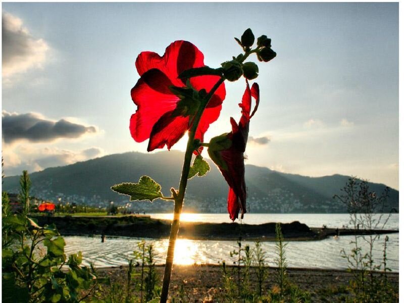 Red flower at sunset by the water