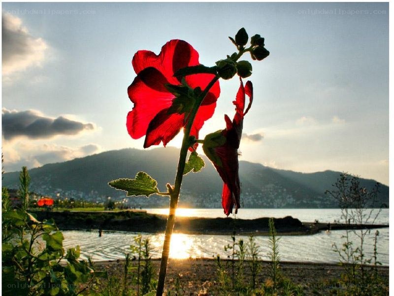 Red flower at sunset by the water