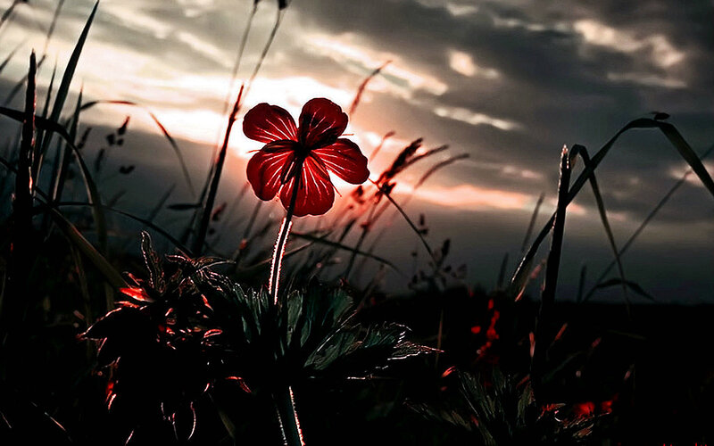 Red flower at sunset