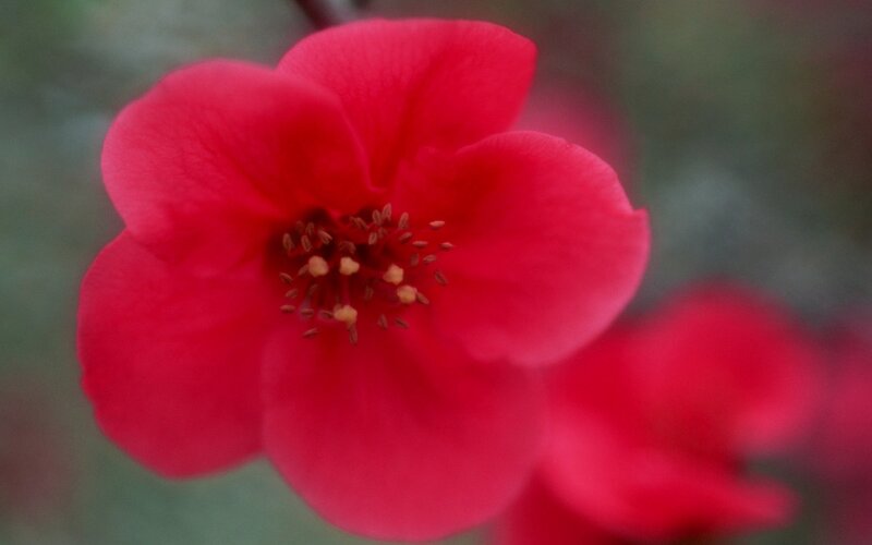 Red Flower Bloom — Calm, Photograph