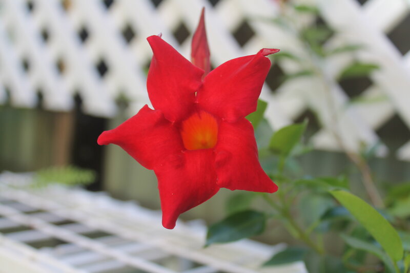 Red Flower Bloom — Calm