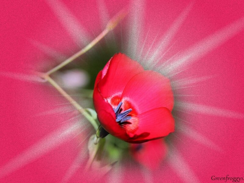 Red Flower Bloom — Dramatic, Photograph, Petal