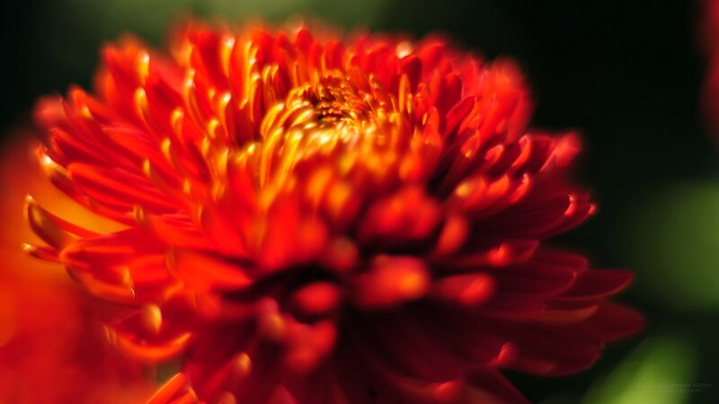 Red Flower Bloom — Dramatic, Photograph, Petals