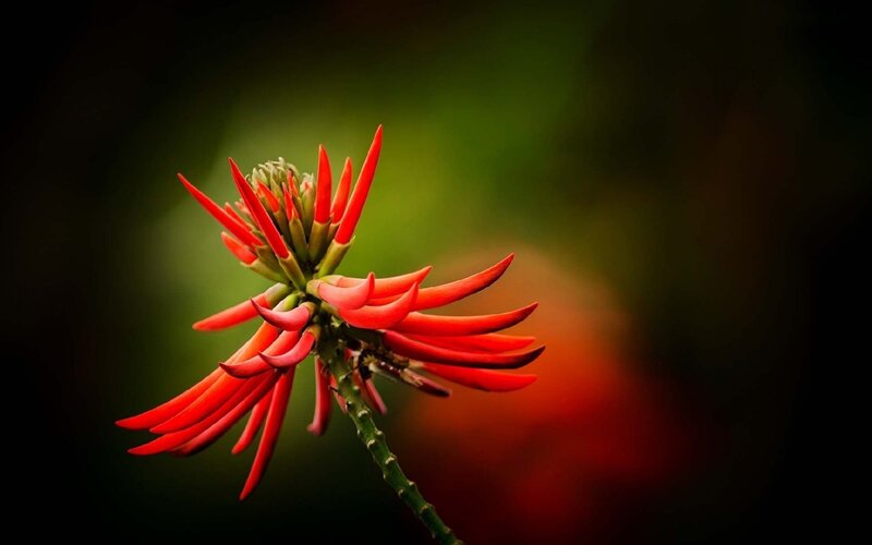 Red Flower Bloom — Dramatic, Photograph