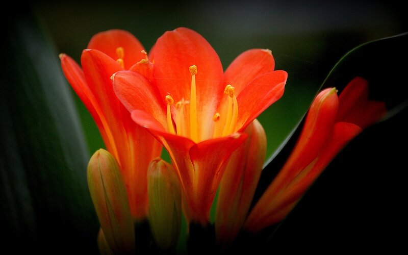 Red Flower Bloom — Dramatic