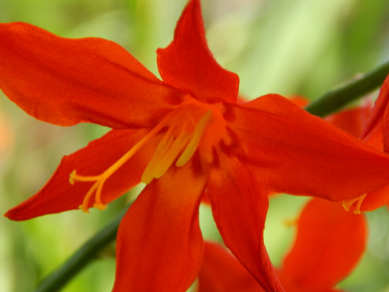 Red Flower Bloom — Natural