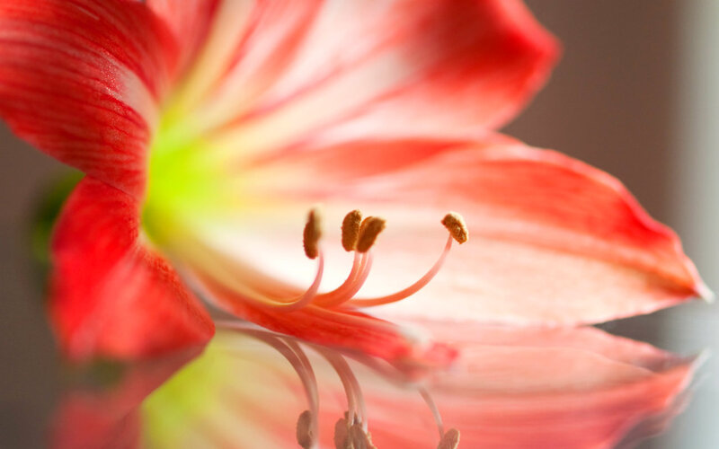 Red Flower Bloom
