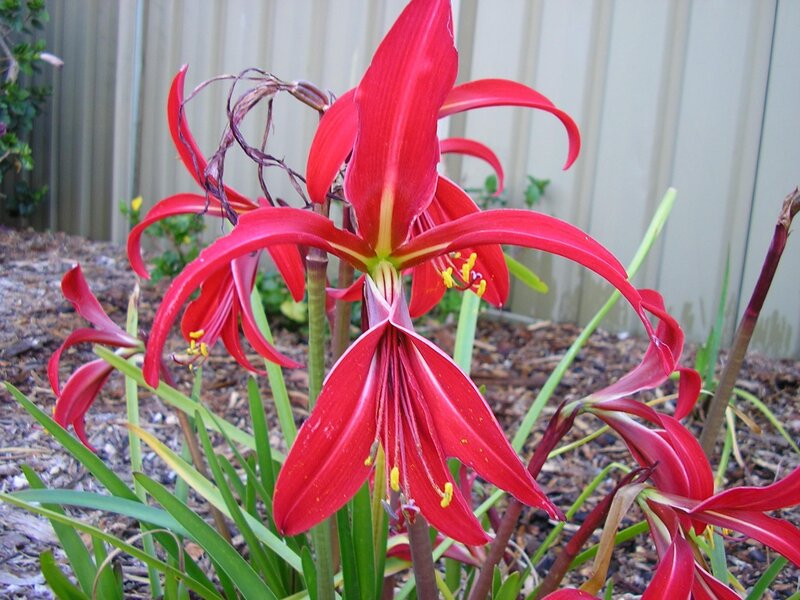 Red Flower Blooms
