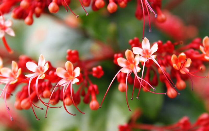 Red Flower Blossoms