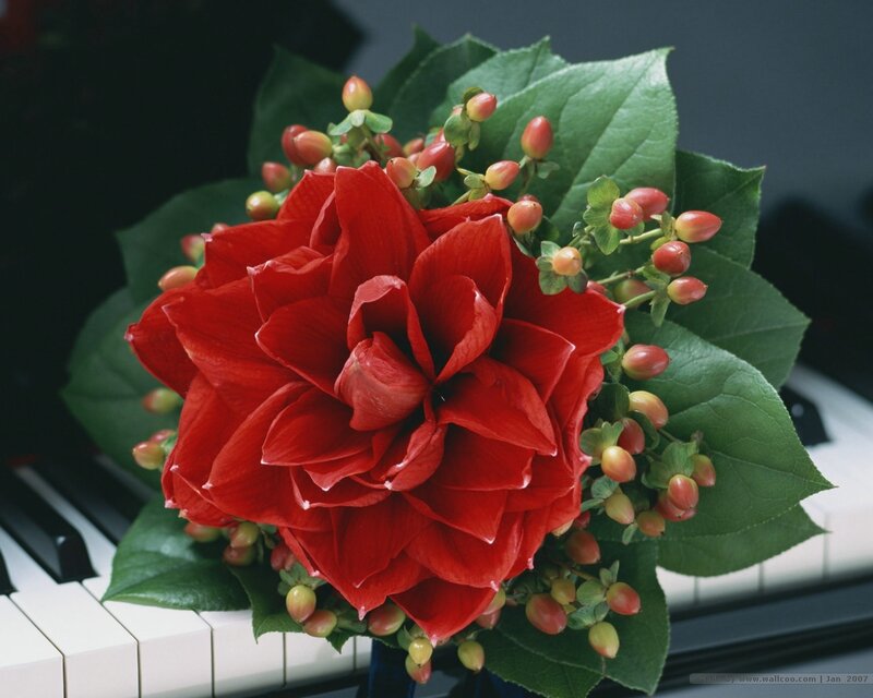 Red Flower Bouquet — Calm