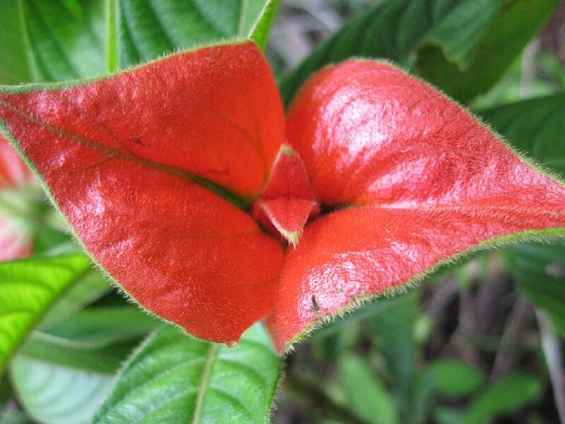 Red Flower Bracts