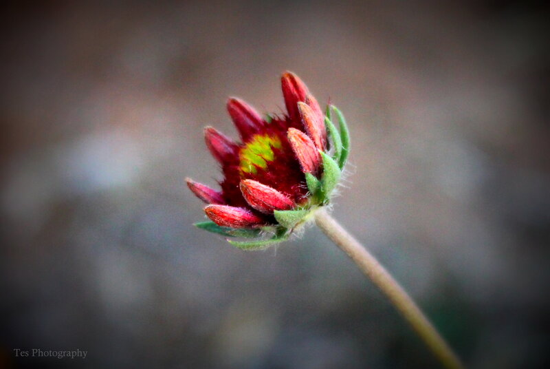 Red Flower Bud — Calm, Photograph