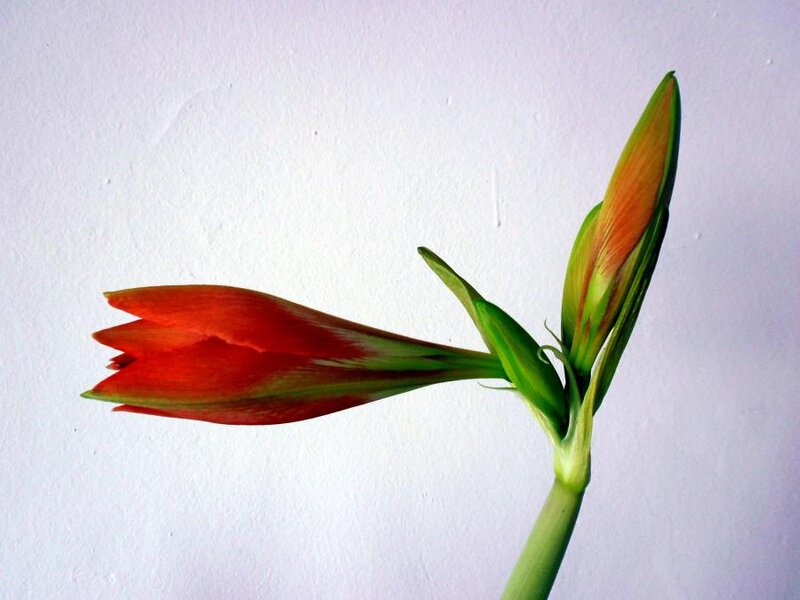 Red Flower Bud — Calm