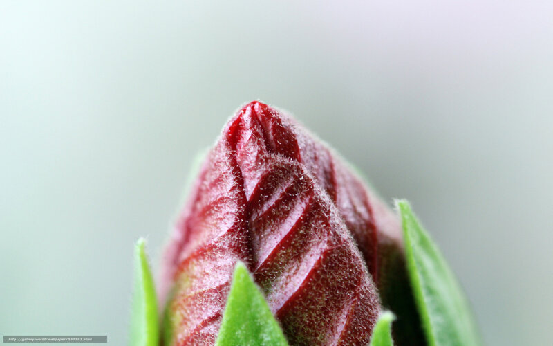 red flower bud close-up