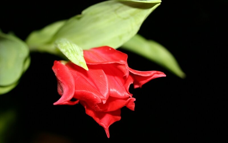 Red Flower Bud — Dramatic, Night