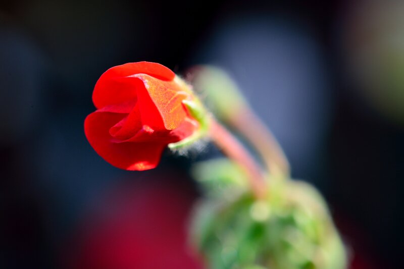 Red Flower Bud — Dramatic, Photograph, Stem