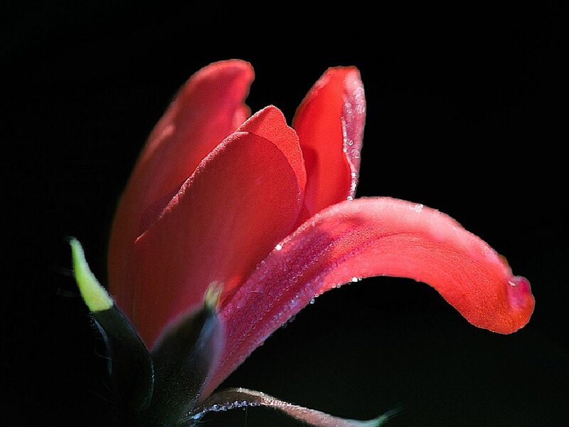 Red Flower Bud — Dramatic