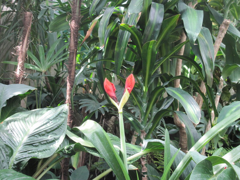 Red Flower Bud — Green, Natural