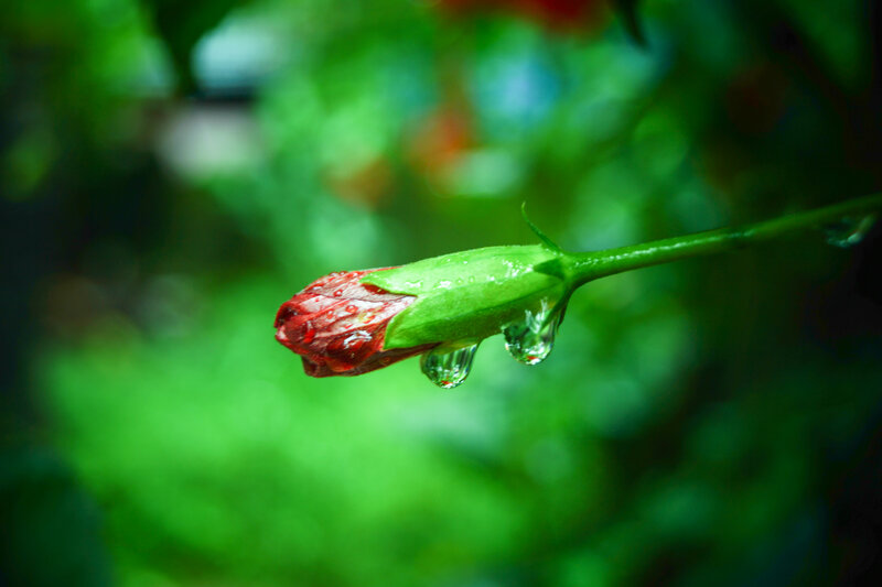 Red Flower Bud — Green, Serene