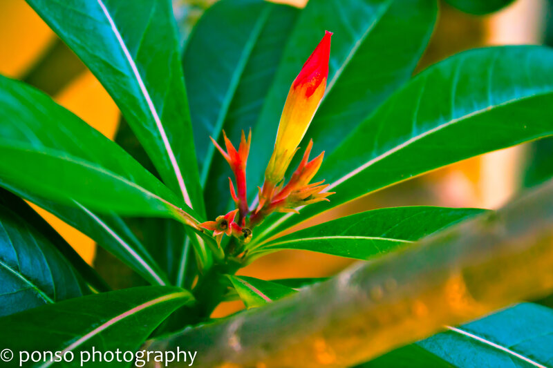 Red Flower Bud — Green