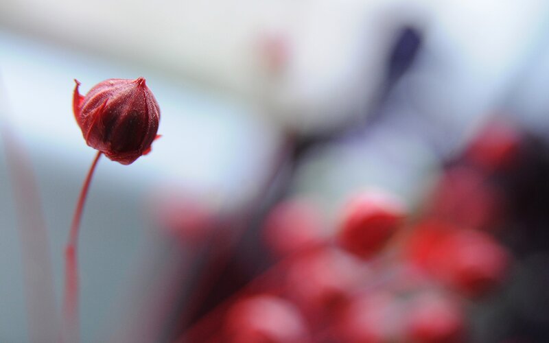 Red flower bud in focus