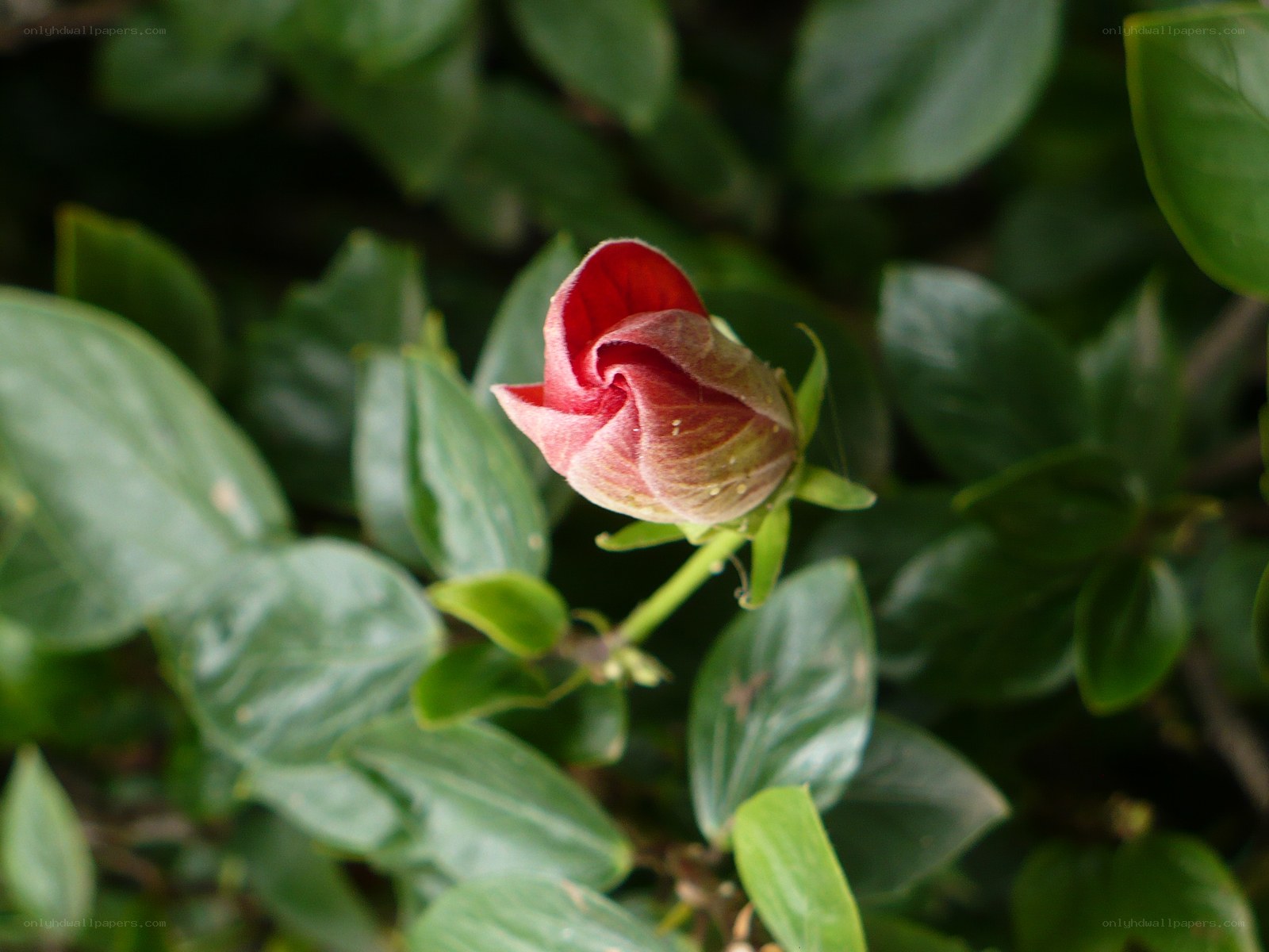 Red flower bud in green leaves