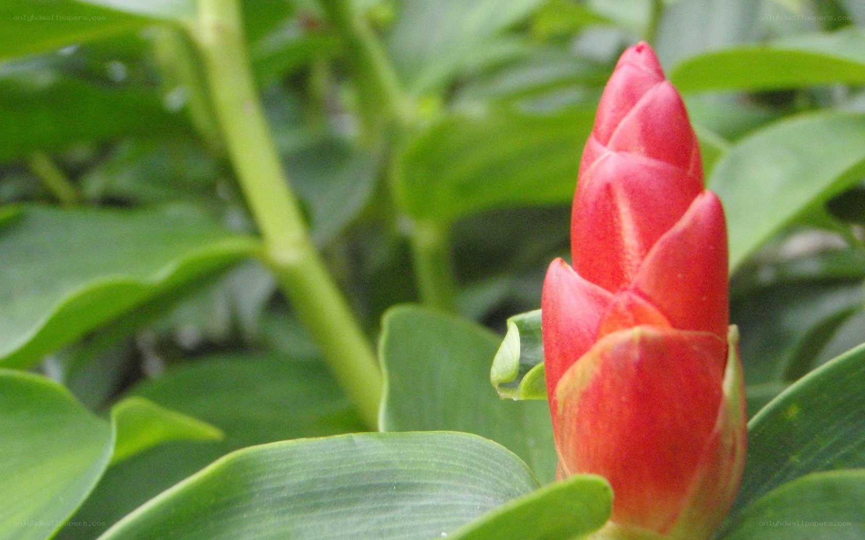 red flower bud in green leaves