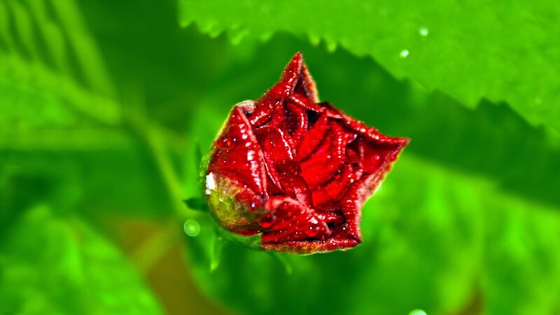 red flower bud on green leaf