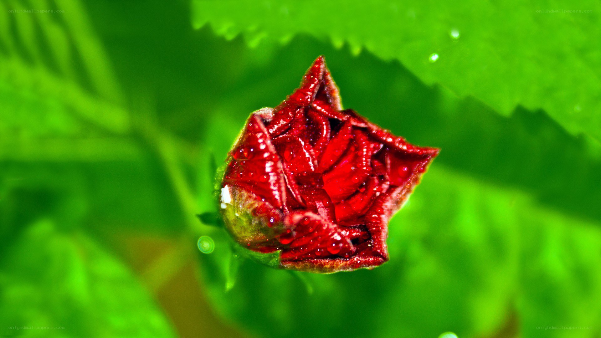 red flower bud on green leaf