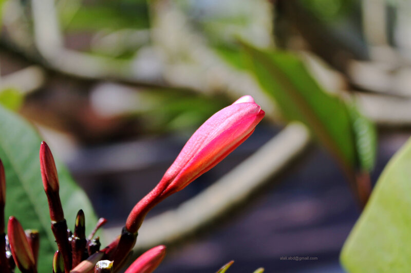 Red Flower Bud — Pink