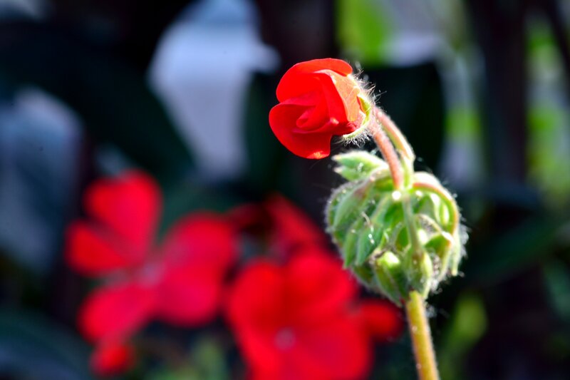 Red Flower Bud — Serene, Afternoon, Photograph