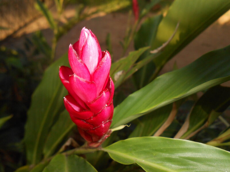 Red Flower Bud — Serene, Afternoon