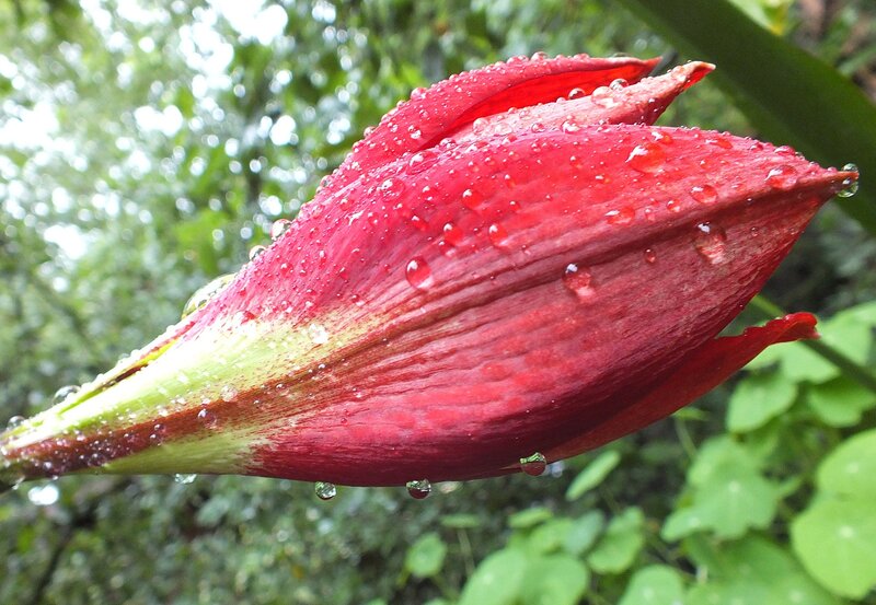 Red Flower Bud — Serene, Morning, Photograph