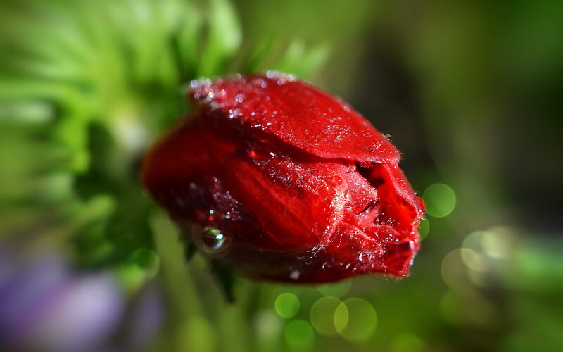 Red Flower Bud — Serene, Morning