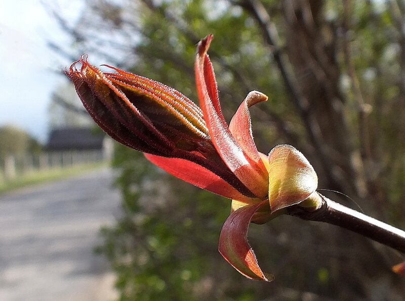 Red Flower Bud — Serene, Spring