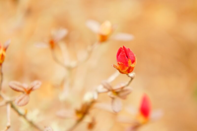 Red Flower Bud — Serene