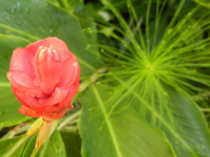 Red Flower Bud