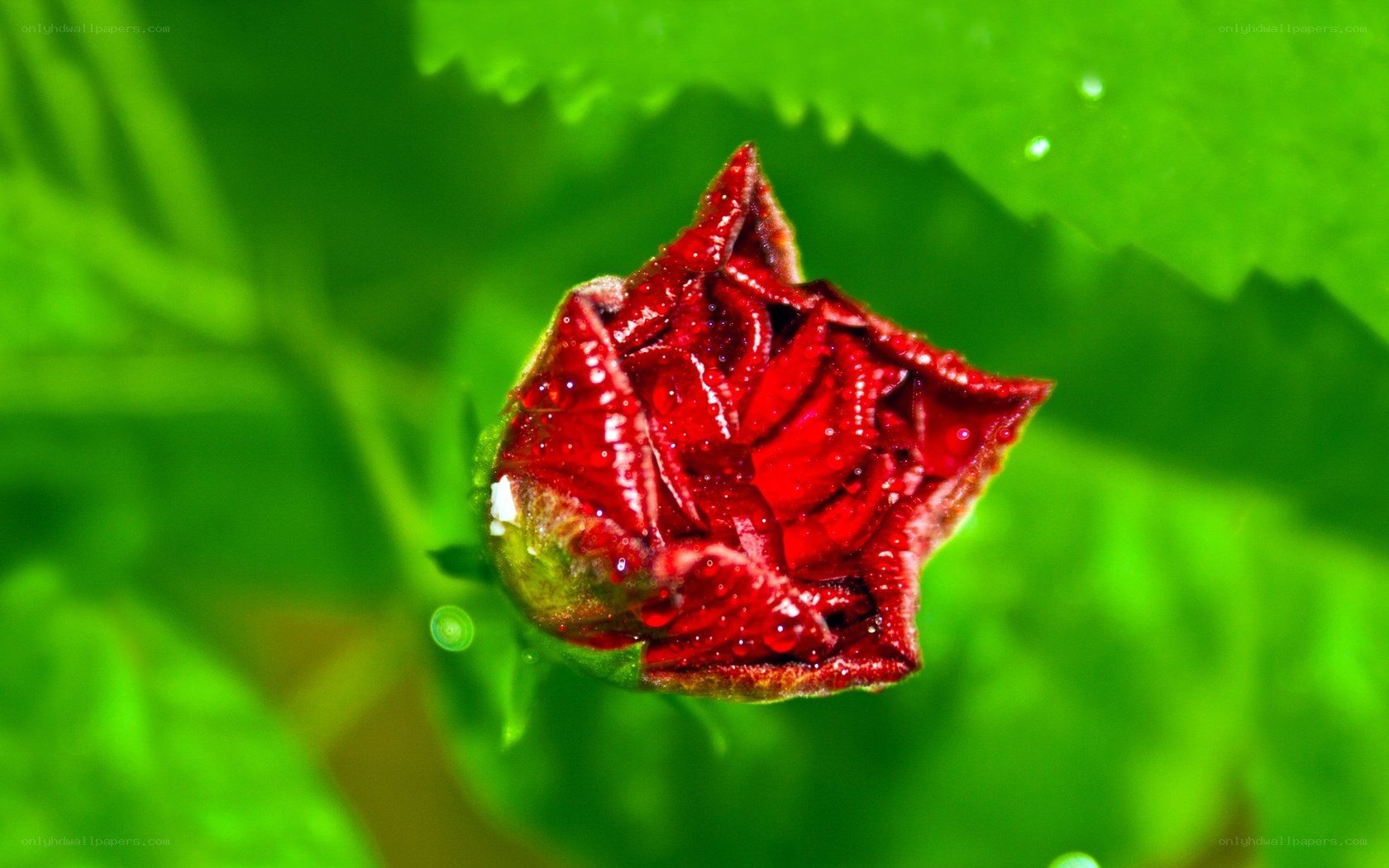 Red flower bud with dew