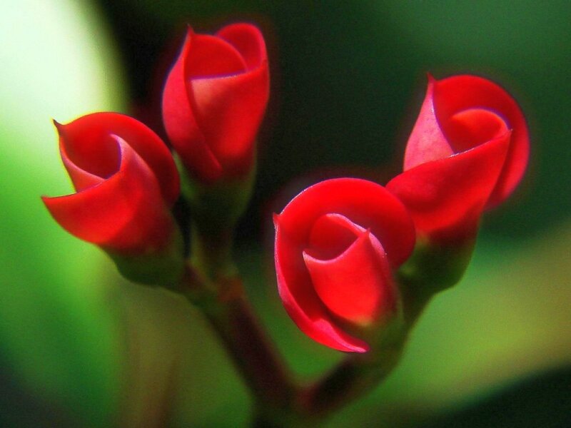 Red Flower Buds — Calm, Photograph, Stem, Green Background