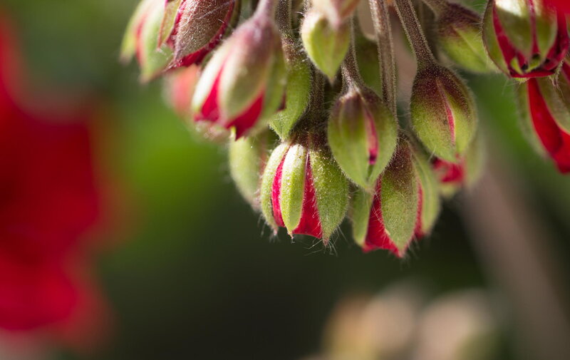 Red Flower Buds — Calm