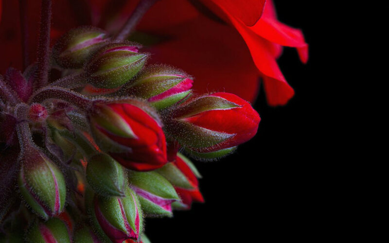 Red Flower Buds — Dramatic