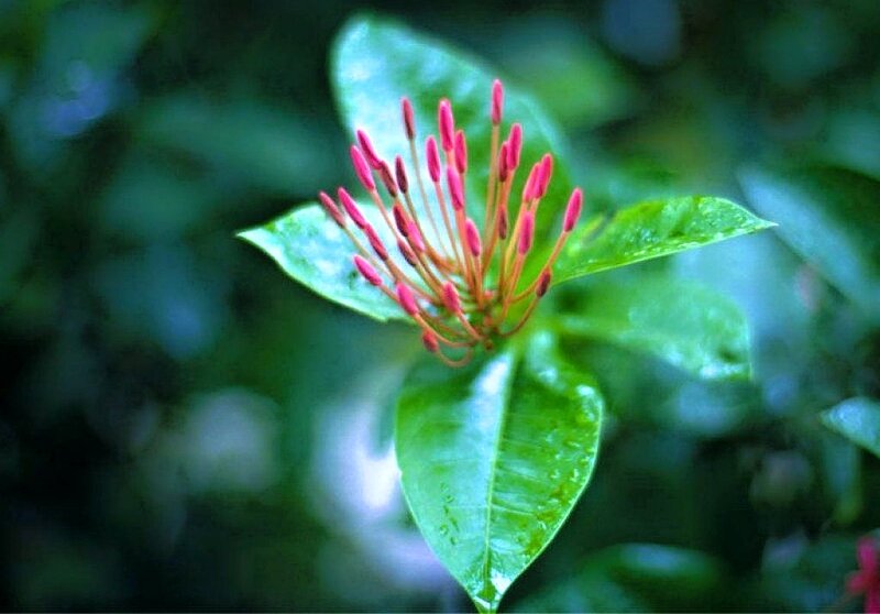 Red Flower Buds — Green