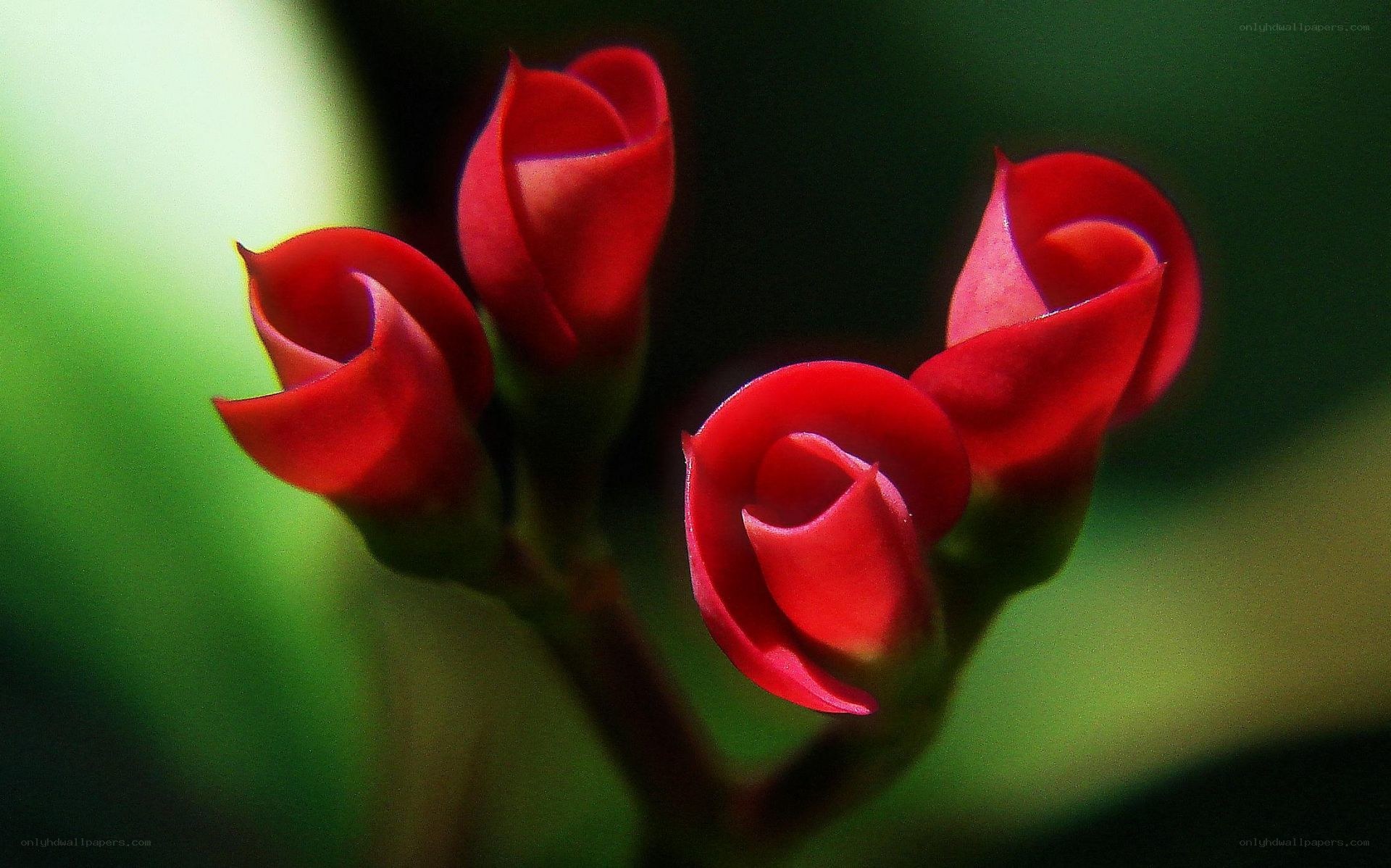 Red flower buds in focus