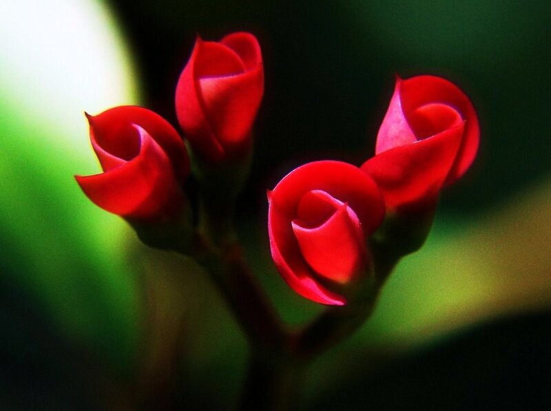 Red flower buds in focus