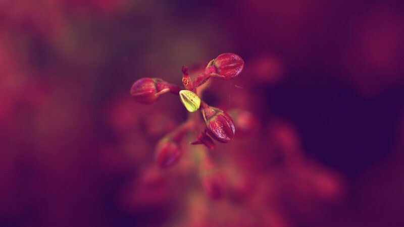 Red flower buds in focus