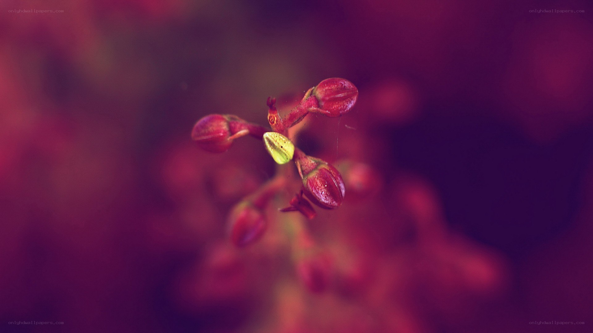 Red flower buds in focus